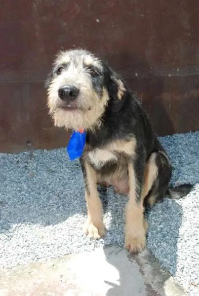 Cachorro ra a SRD idade 4 anos nome KIKO - Mulekão lindo!