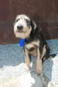 KIKO - Mulekão lindo!