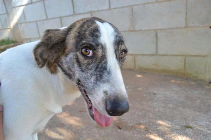 Cachorro ra a SRD idade 2 anos nome CLARINHA - Uma bebe