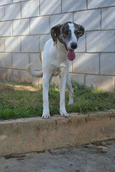 Cachorro ra a SRD idade 2 anos nome CLARINHA - Uma bebe