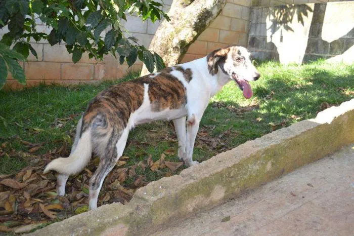 Cachorro ra a SRD idade 2 anos nome CLARINHA - Uma bebe