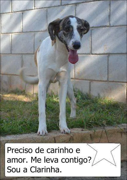 Cachorro ra a SRD idade 2 anos nome CLARINHA - Uma bebe