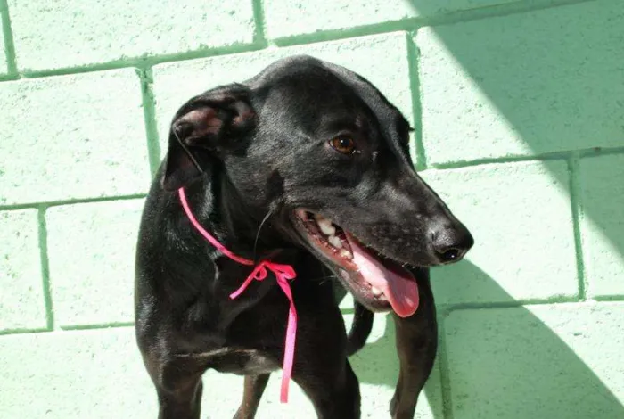 Cachorro ra a SRD idade 3 anos nome FAFÁ - um doce de m