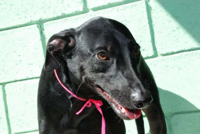 Cachorro ra a SRD idade 3 anos nome FAFÁ - um doce de m