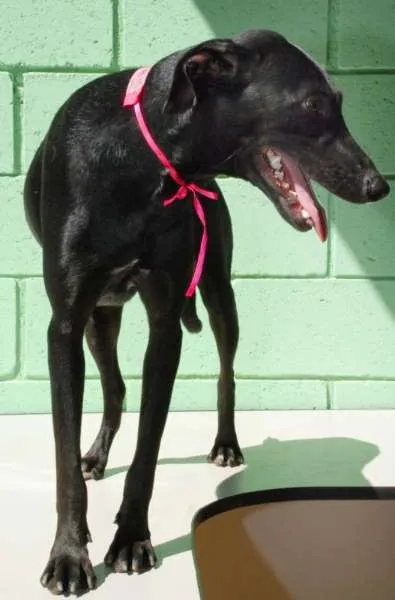 Cachorro ra a SRD idade 3 anos nome FAFÁ - um doce de m