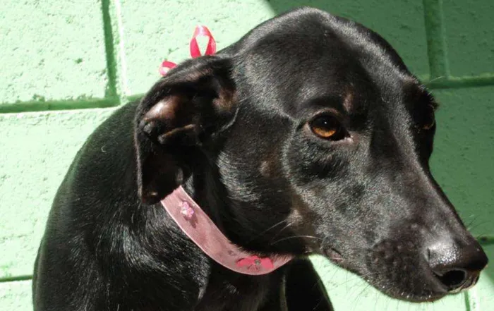 Cachorro ra a SRD idade 3 anos nome FAFÁ - um doce de m