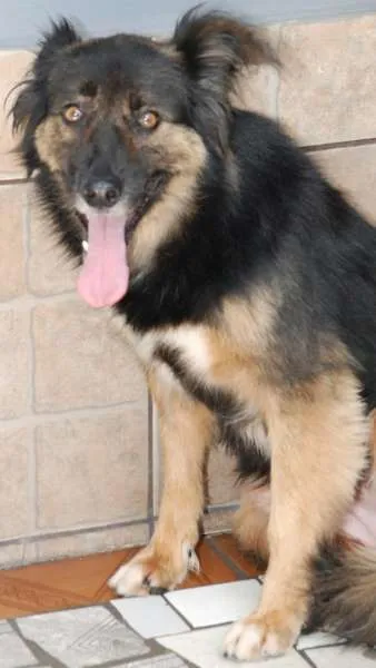 Cachorro ra a SRD idade 3 anos nome PEPITA - uma raposi