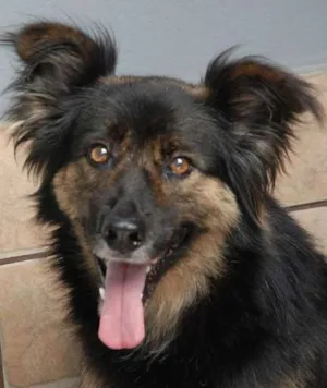 Cachorro raça SRD idade 3 anos nome PEPITA - uma raposi