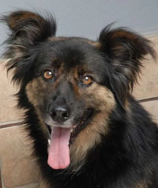 Cachorro ra a SRD idade 3 anos nome PEPITA - uma raposi