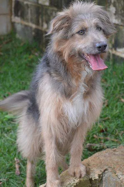 Cachorro ra a SRD idade 4 anos nome RUFFUS - um principe! 