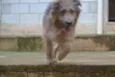 RUFFUS - um principe!