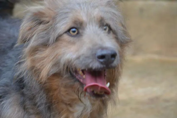 Cachorro ra a SRD idade 4 anos nome RUFFUS - um principe! 