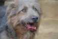 RUFFUS - um principe!