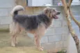 RUFFUS - um principe!