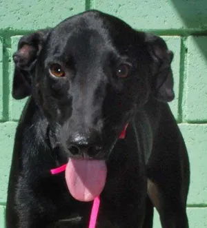 Cachorro raça SRD idade 3 anos nome FAFÁ - um doce de m