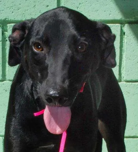 Cachorro ra a SRD idade 3 anos nome FAFÁ - um doce de m