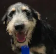 KIKO - Mulekão lindo!