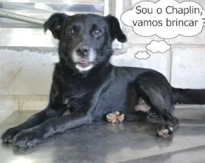 Cachorro raça SRD idade 6 ou mais anos nome CHAPLIN - Um anjo e