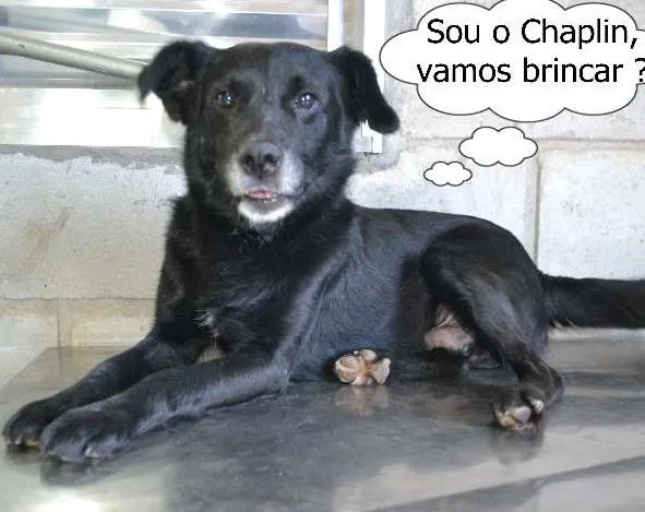 Cachorro ra a SRD idade 6 ou mais anos nome CHAPLIN - Um anjo e