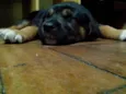 Aquiles