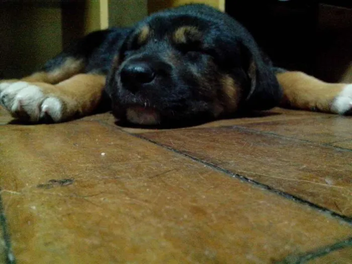 Cachorro ra a Mistura idade Abaixo de 2 meses nome Aquiles