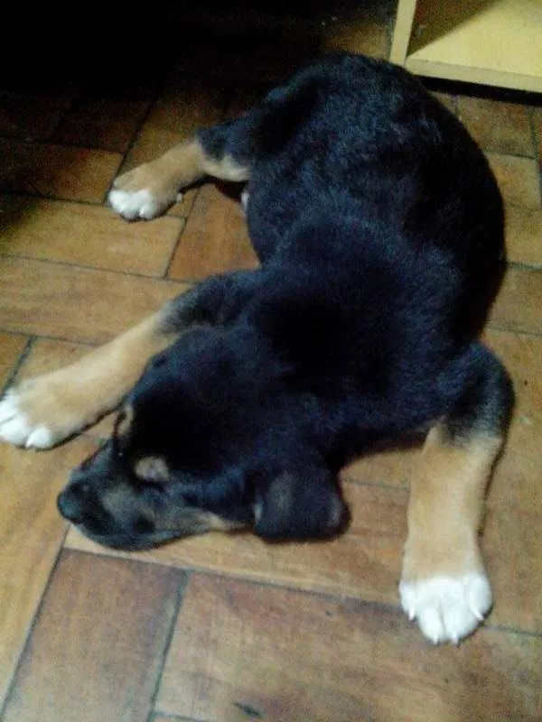 Cachorro ra a Mistura idade Abaixo de 2 meses nome Aquiles