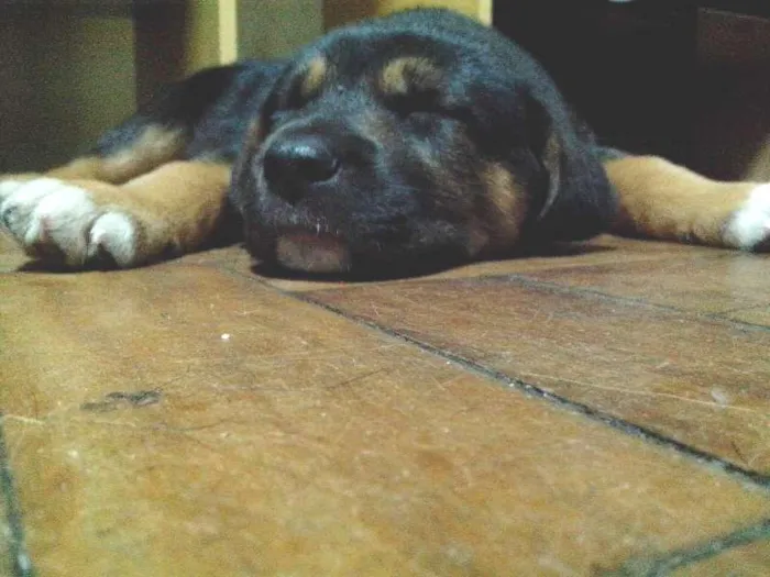 Cachorro ra a Mistura idade Abaixo de 2 meses nome Aquiles