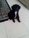 Sophia