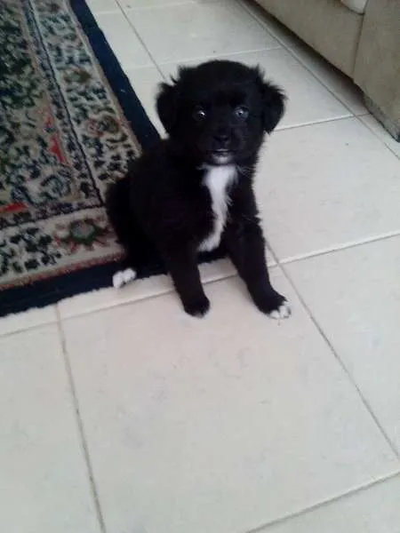 Cachorro ra a SRD idade 2 a 6 meses nome Sophia