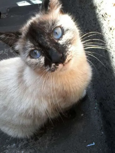 Gato ra a mestiço idade 2 a 6 meses nome vários