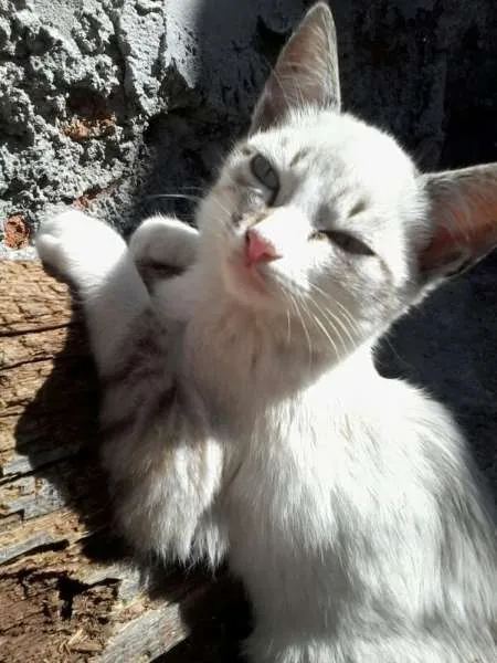 Gato ra a mestiço idade 2 a 6 meses nome vários