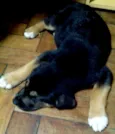 Aquiles