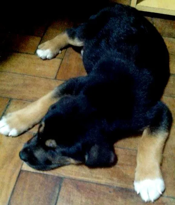 Cachorro ra a Mistura idade Abaixo de 2 meses nome Aquiles