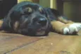 Aquiles