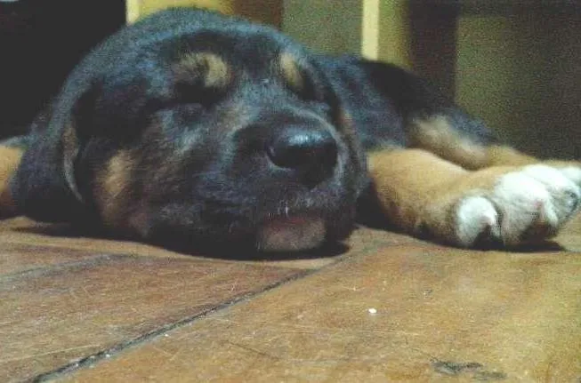 Cachorro ra a Mistura idade Abaixo de 2 meses nome Aquiles