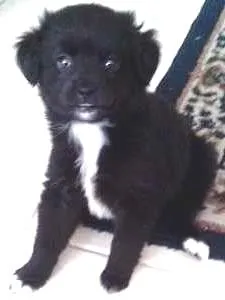 Cachorro raça SRD idade 2 a 6 meses nome Sophia