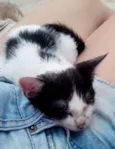 Giovana