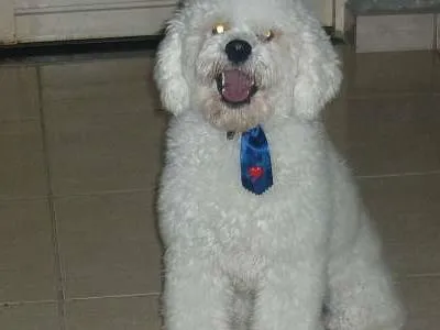 Cachorro ra a Poodle idade 1 ano nome Sheik
