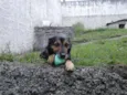 Preta