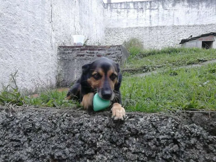 Cachorro ra a Indefinida idade 6 ou mais anos nome Preta