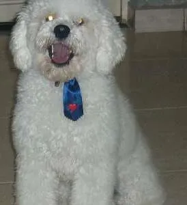 Cachorro ra a Poodle idade 1 ano nome Sheik