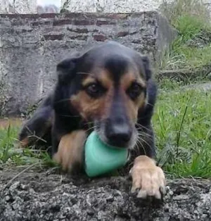 Cachorro raça Indefinida idade 6 ou mais anos nome Preta