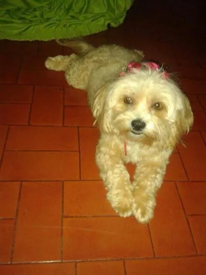 Cachorro ra a Shitzu idade 3 anos nome Miny GRATIFICA