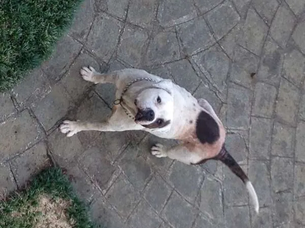 Cachorro ra a Pit-Bull idade 6 ou mais anos nome Ripper