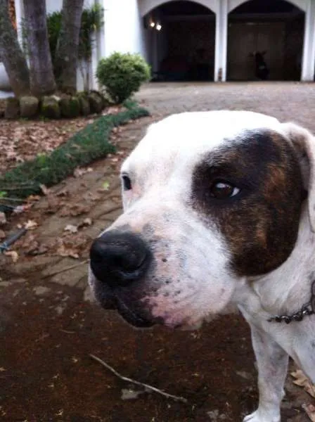 Cachorro ra a Pit-Bull idade 6 ou mais anos nome Ripper