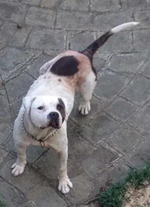Cachorro raça Pit-Bull idade 6 ou mais anos nome Ripper