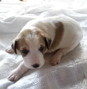 Cachorro raça deconhecido idade 2 a 6 meses nome bebes