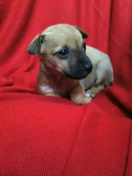 Cachorro raça Diversas idade  nome Lindos filhotes e a