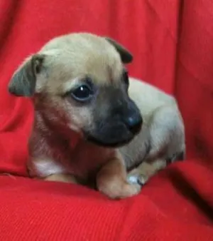 Cachorro raça Diversas idade  nome Lindos filhotes e a