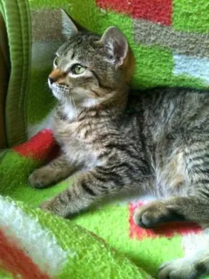 Gato raça Diversos idade  nome Lindos gatinhos